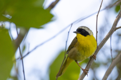 Little-Mulberry-Park-003 Little-Mulberry-Park-003