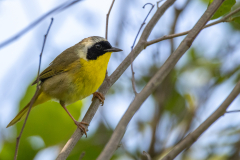 Little-Mulberry-Park-005 Little-Mulberry-Park-005