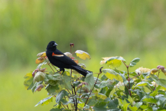 Little-Mulberry-Park-037 Little-Mulberry-Park-037