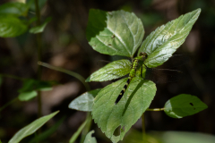 Little-Mulberry-Park-062