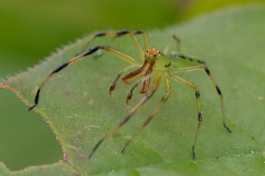 Little-Mulberry-Park-078 Little-Mulberry-Park-078