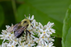 Little-Mulberry-Park-086 Little-Mulberry-Park-086