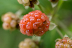 Little-Mulberry-Park-089
