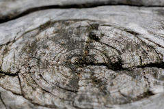 Little-Mulberry-Park-092