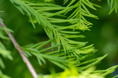 Little-Mulberry-Park-099 Little-Mulberry-Park-099