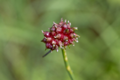 Little-Mulberry-Park-109