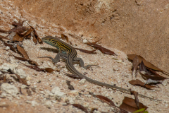 Skink