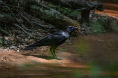 Crow