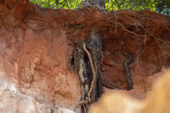 Tree roots on cliff Tree roots on cliff