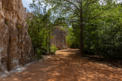 Canyon bottom with trees