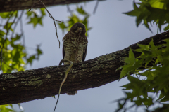 Hawk eating snake Hawk eating snake