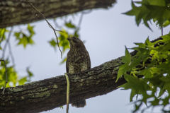 Hawk eating snake Hawk eating snake