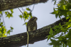 Hawk eating snake Hawk eating snake