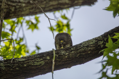 Hawk eating snake Hawk eating snake
