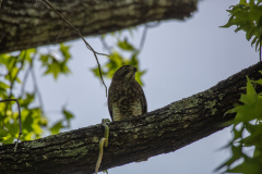 Hawk eating snake Hawk eating snake