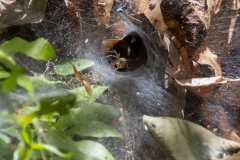 Funnel Web Spider Funnel Web Spider