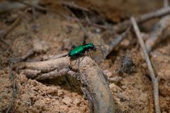 Green Beetle Green Beetle