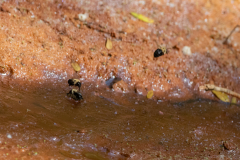 Bumble bees drinking Bumble bees drinking