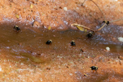 Bumble bees drinking water Bumble bees drinking water