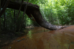 Canyon floor with fallen tree limb Canyon floor with fallen tree limb