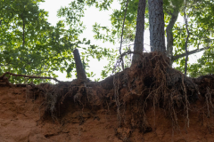 Tree roots breaking through no ground on canyon