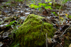 Moss covered rock Moss covered rock