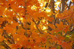 Bright-Orange Bright-Orange