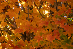 Golden-Orange Golden-Orange