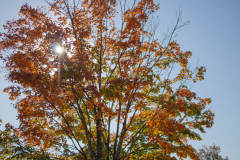 Lens-Flare Lens-Flare