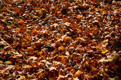 Orange-Leaf-Litter