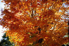 Orange-Tree