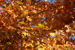 Orange-in-Sunlight