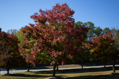 Park-Tree