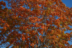 Publix-Big-Orange-Tree