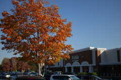 Publix-with-Orange-Tree Publix-with-Orange-Tree