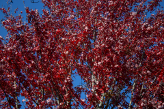 Red-Leaves-Tree-Top Red-Leaves-Tree-Top