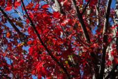 Red-Leaves-Underside-Branch