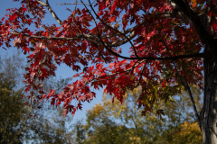 Red-Limb