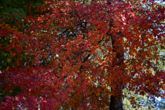 Red-and-Orange Red-and-Orange