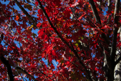 Red-leaves Red-leaves