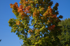 Single-Tree-Changing Single-Tree-Changing