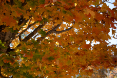 Turning-Orange Turning-Orange