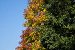 Turning-Trees Turning-Trees