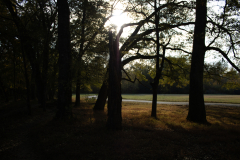 Woods-Upright-Stump-Lens-Flare Woods-Upright-Stump-Lens-Flare