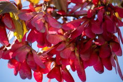 Spring-2025-01 Spring-2025-01