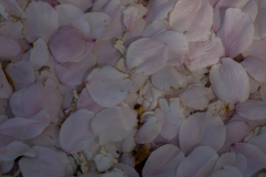 Spring-2025-04 Spring-2025-04