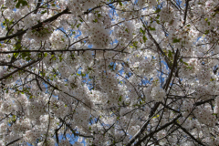 Spring-2025-08 Spring-2025-08