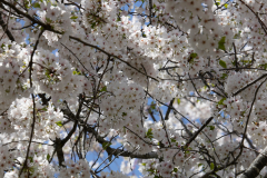 Spring-2025-09 Spring-2025-09