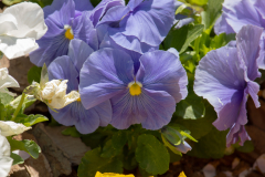 Spring-2025-18