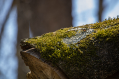 Spring-2025-33 Spring-2025-33